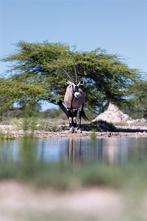 Whispered luxuries and wild encounters at Onguma Game Reserve - Travel