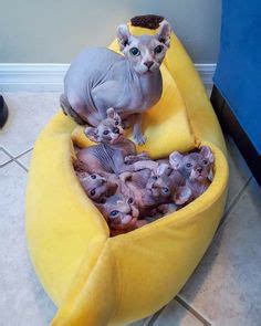 Naked Kitties Ideas Hairless Cat Sphynx Cat Sphinx Cat