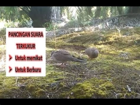 Mikat Terkukur Pancingan Suara Mp3 Burung Tekukur Kampung YouTube