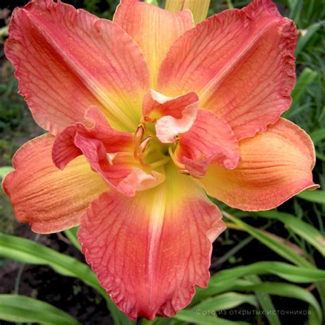 Лилейник гибридный «Лонгфилдз Вудпекер» – купить саженцы оптом и в ...