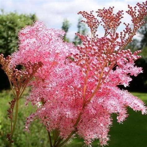 Filipendula Purpurea Elegans