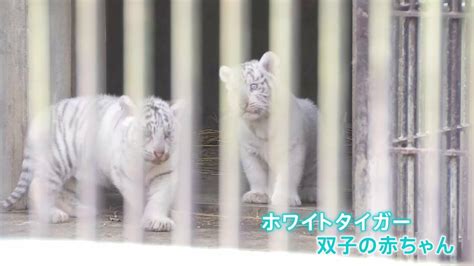 「宇都宮動物園」でホワイトタイガーの双子の赤ちゃん 一般公開 Tbs News Dig フォトギャラリー