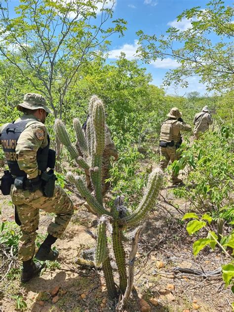 ‘operação Polígono 2 Polícia Federal Realiza Erradicação De 276 Mil