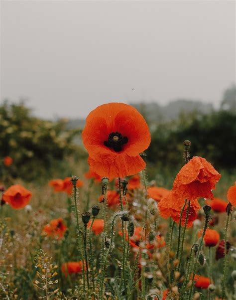 Intermitent fasting challenge | Tumblr Communities