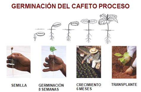 Una de las etapas más importantes del cultivo del café es el proceso