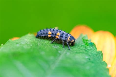 De Larva Van De Sevenpoint Ladybug Kever Stock Foto Image Of Larve