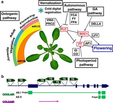 Main Pathways In Plant Flowering And Schematic Illustration Of Flc Download Scientific Diagram