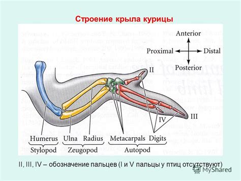 Презентация на тему: "ОРГАНОГЕНЕЗ: РАЗВИТИЕ КОНЕЧНОСТИ. Строение крыла ...