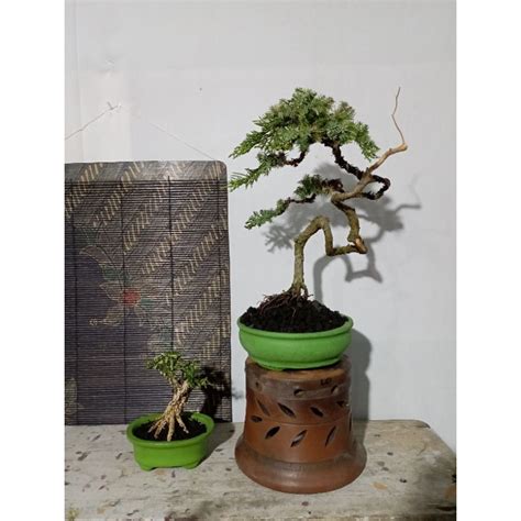 Jual Bonsai Cemara Duri Juniperus Rigida Shopee Indonesia