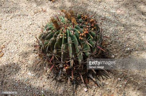 83 Barrel Cactus Fruit Stock Photos, High-Res Pictures, and Images - Getty Images