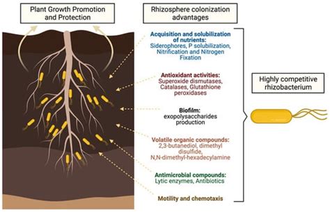 Biology Free Full Text Rhizosphere Colonization Determinants By