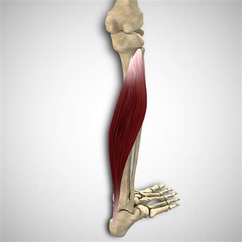 Soleus – Attachments and Actions | 3D Muscle Lab