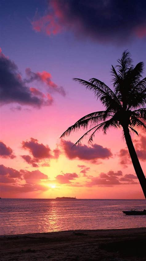 Sunset Palm Tree Wallpapers Wallpaper Cave