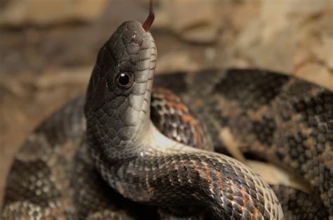 Western Ratsnake In October 2022 By Isaac Thomas About 3 Ft INaturalist