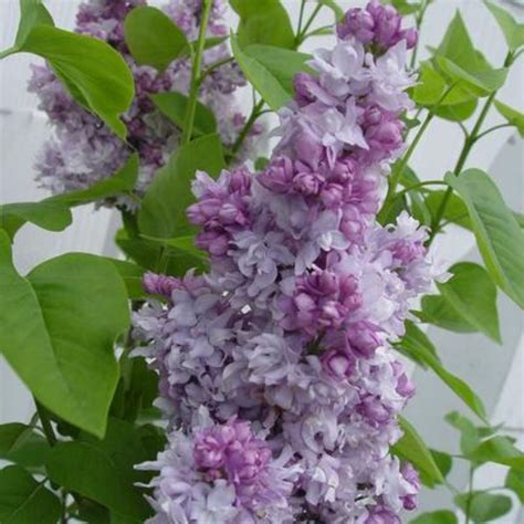 Pocahontas Lilac Plant Addicts