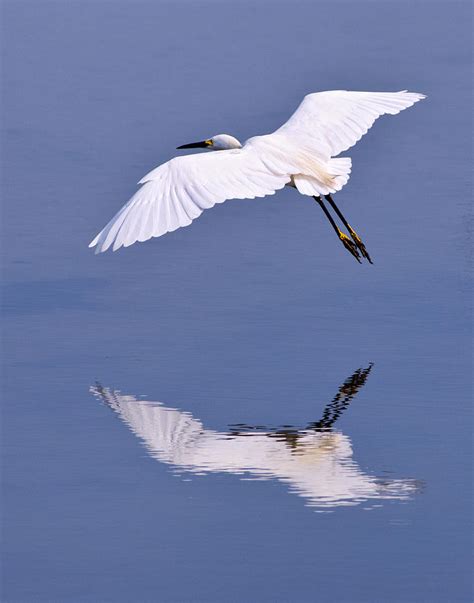 Snowy Egret In Flight Photograph By Robert Jensen Fine Art America