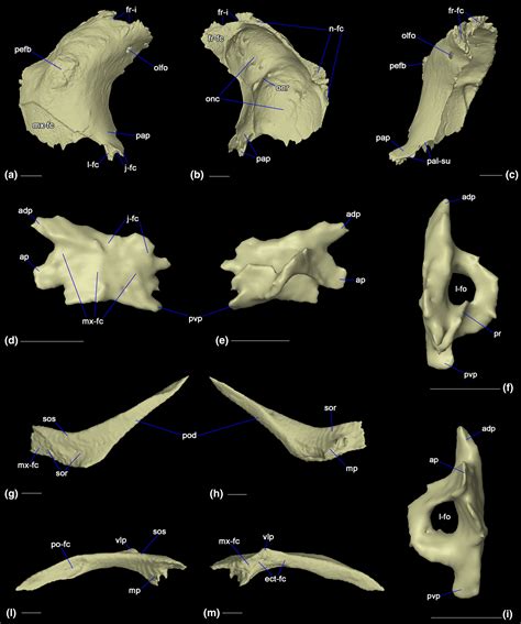 Cranial anatomy of the Galápagos marine iguana Amblyrhynchus cristatus ...