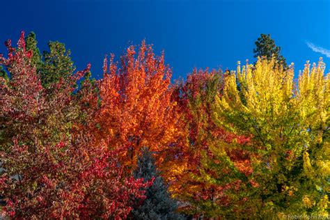 Tours on Mt. Shasta - MT SHASTA TOUR GUIDE