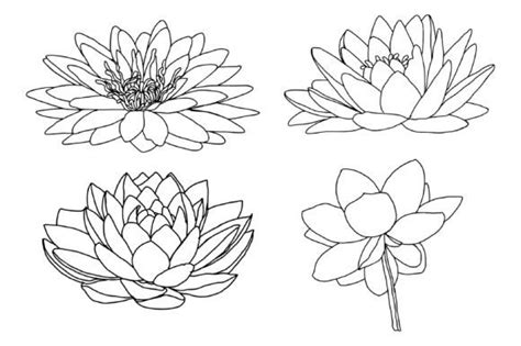 Lotus Flower Line Drawing Vector Best Flower Site