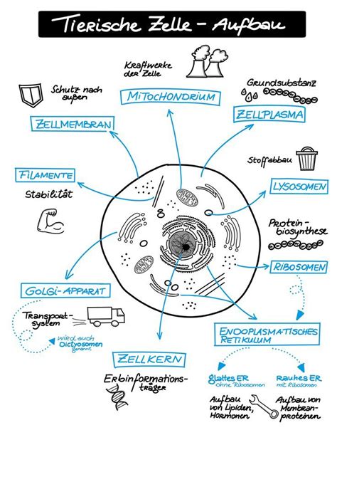 Die Zelle: Aufbau Und Funktion Arbeitsblatt - Cristyoper