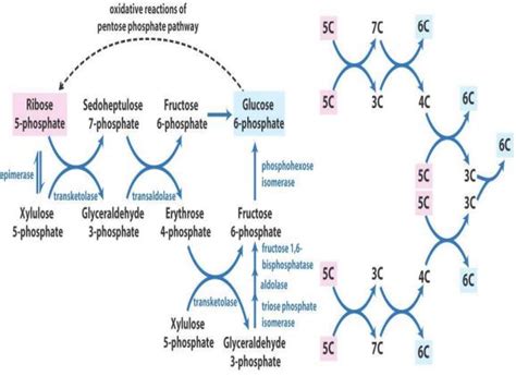 Hexose Monophosphate Shunt Pathway Overview NotesMed NotesMed