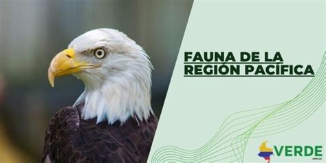 Fauna de la región Pacífica Colombia Verde