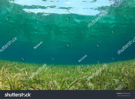 Underwater Background Sea Seagrass Sunlight Stock Photo 458648302 ...