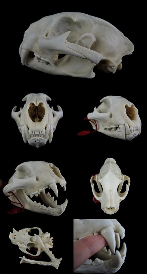 Mountain Lion Skull by CabinetCuriosities on DeviantArt