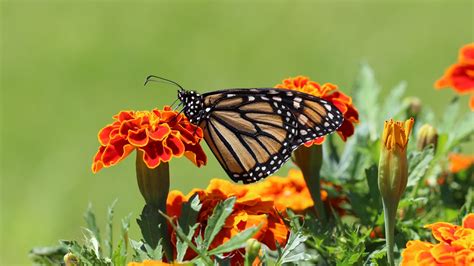 Un Giardino Vivo Ecco Piante Che Attirano Le Farfalle Ambiente Bio