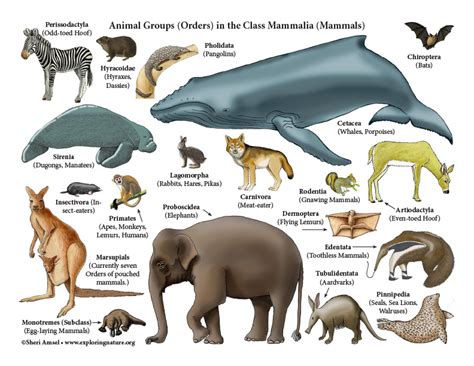 Mammals Poster