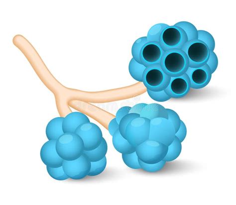 Human Alveolus Stock Illustrations 525 Human Alveolus Stock