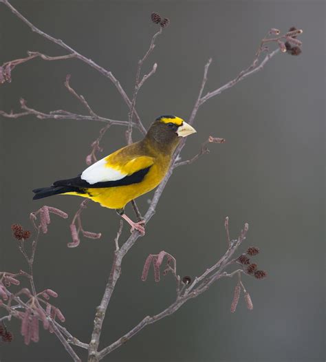 Great Lakes Birds | The Nature Conservancy