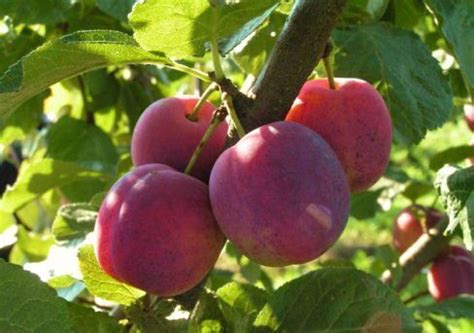 Купить саженцы алычи из питомника "КСП" – доставка почтой, СДЭК