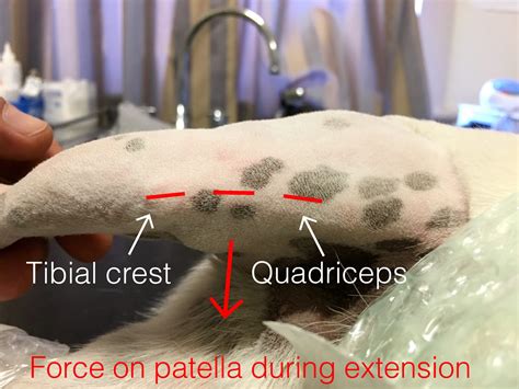 how do you hamster limping without vet 4