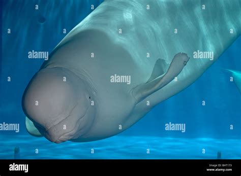 beluga white whale stock photo alamy