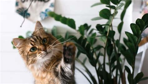 houseplants  direct sunlight  brighten  home