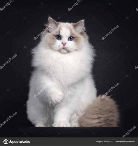 Solid Black Ragdoll Cat