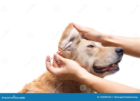 7 Steps To A Sane Canine: How To Gently Tame That Earsome Mess