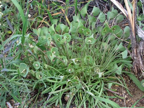 Claytonia perfoliata – “Miners Lettuce” - Wildflowers of Joshua Tree