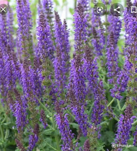 May Night Salvia Sage One Bare Root Plant Cottage Garden Perennials