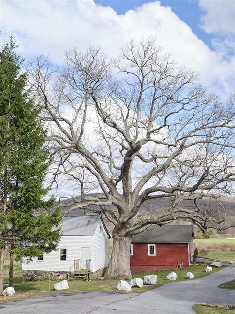 Sparta Oak — Gathering Growth