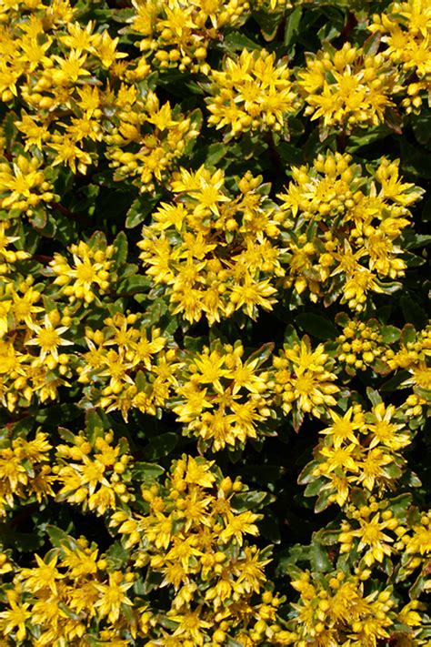 Rock N Round Bright Idea Stonecrop Sedum Bright Idea In Naperville