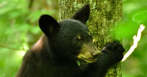 5 things to know about bear sightings in Kentucky and Indiana