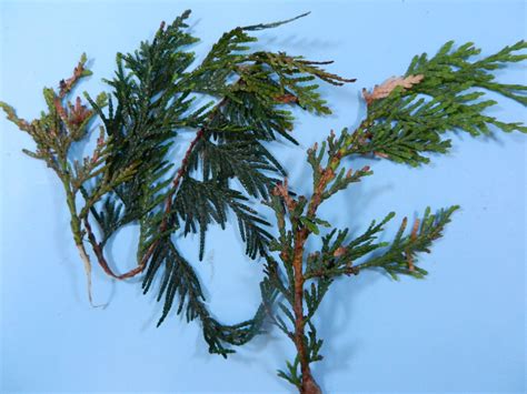 Arborvitae Needle Blight