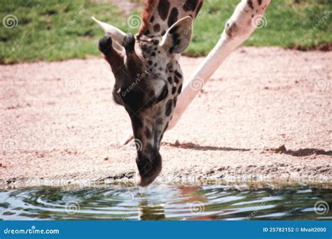 Giraffe Drinking Water stock photo. Image of giraffe - 25782152