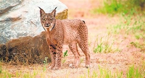 Doñana advierte la población de linces no es viable Diario Sur