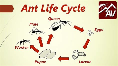 Ant Life Cycle Queen Ants Explained Ant Life Cycle Queen Ant Life Cycles