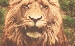 Aslan Narnia GIF - Aslan Narnia Lion - Discover & Share GIFs