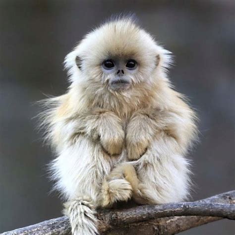 Cutest Monkey Ever Cute Animals Baby Animals Cute Baby Animals