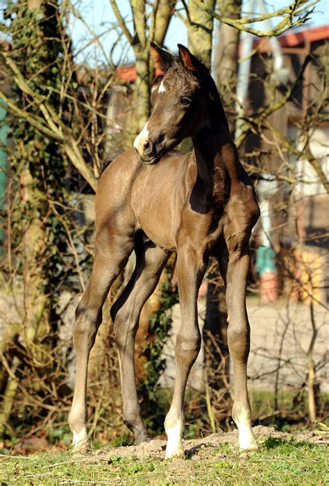 Trakehner Hengst von Schäplitzer u d Prämienstute Gardemaß von